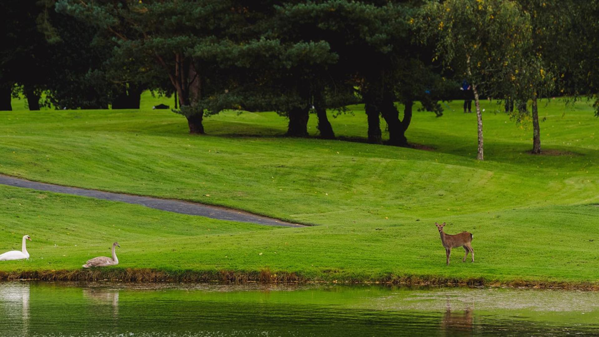 Waterford Castle Hotel Lodges Екстер'єр фото